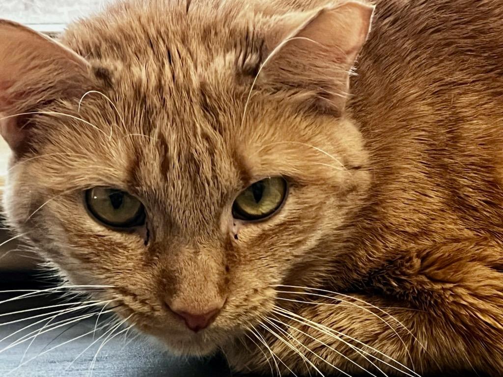 Enlarge Baby, a Adoptable mixed breed in Sebastian, FL image 3/3