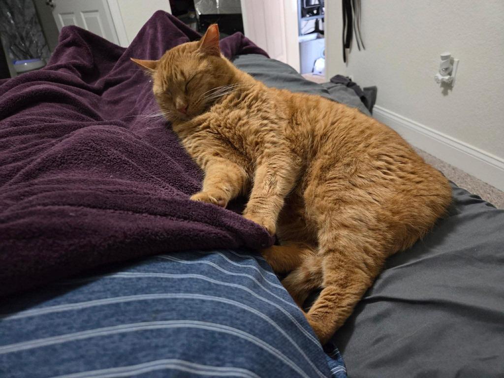 Enlarge Baby, a Adoptable mixed breed in Sebastian, FL image 5/5