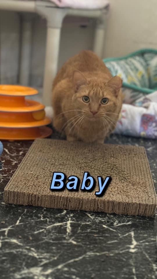 Enlarge Baby, a Adoptable mixed breed in Sebastian, FL image 2/3