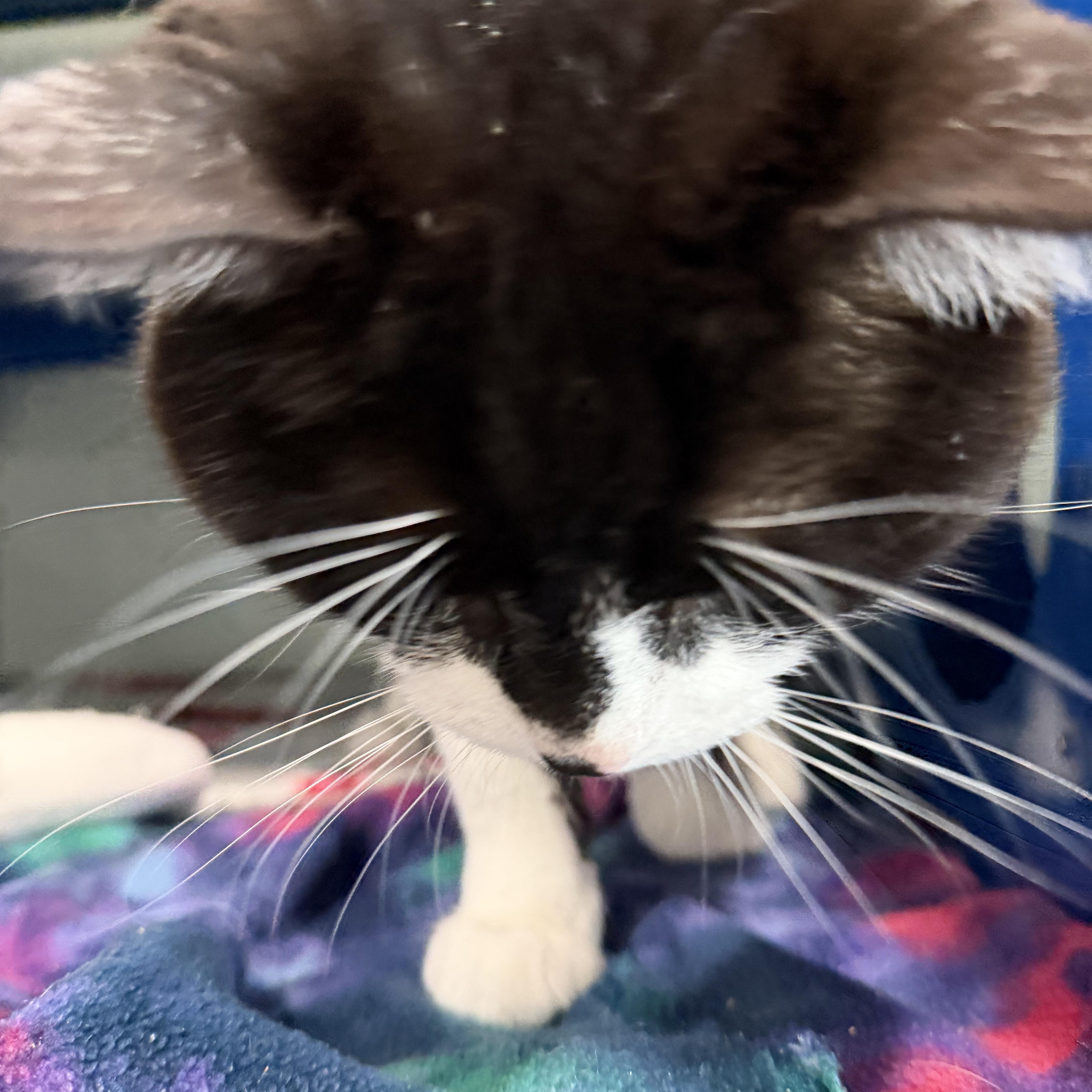 Enlarge Bernie, a ADOPTABLE Domestic Short Hair in Sault Sainte Marie, MI image 3/3
