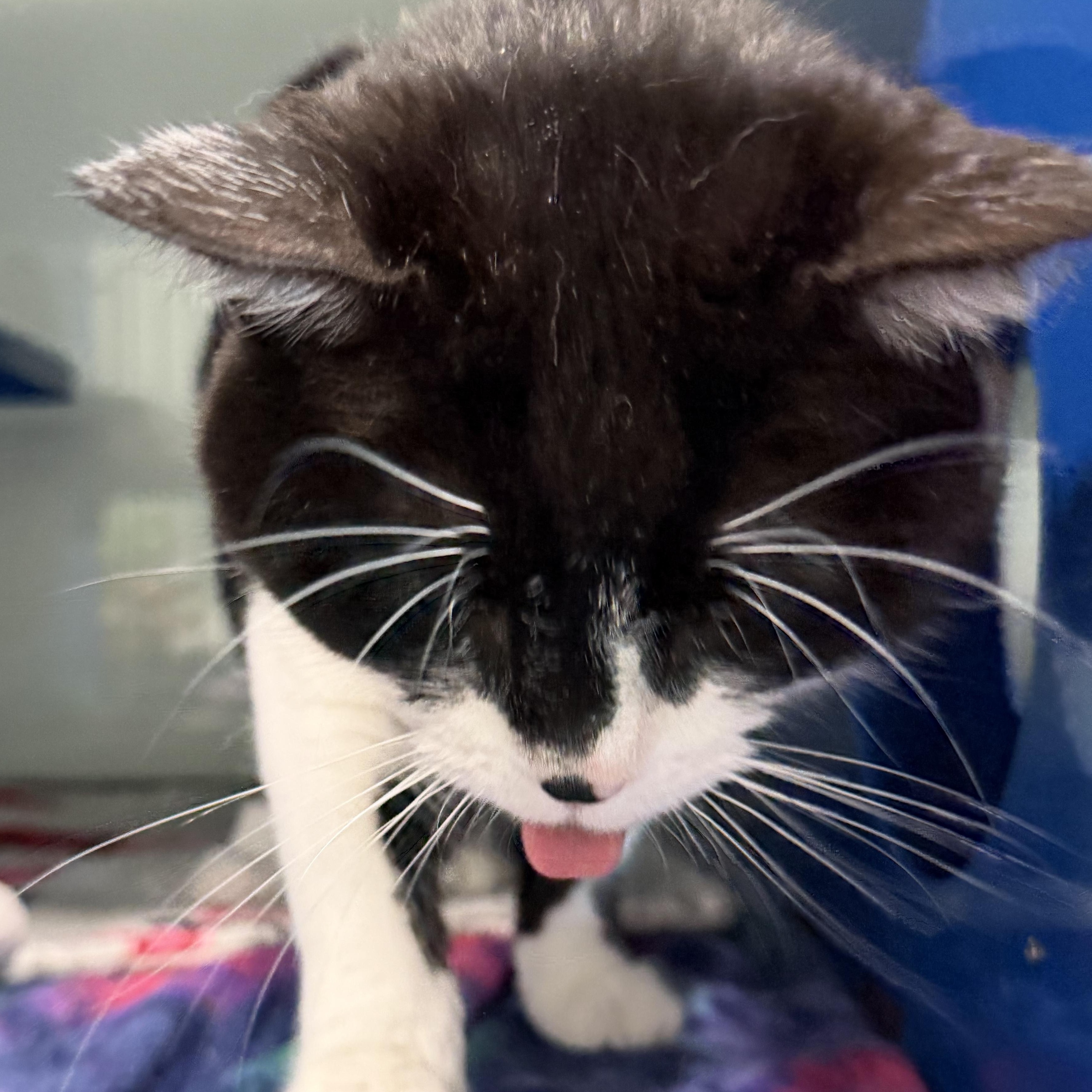 Enlarge Bernie, a ADOPTABLE Domestic Short Hair in Sault Sainte Marie, MI image 2/3