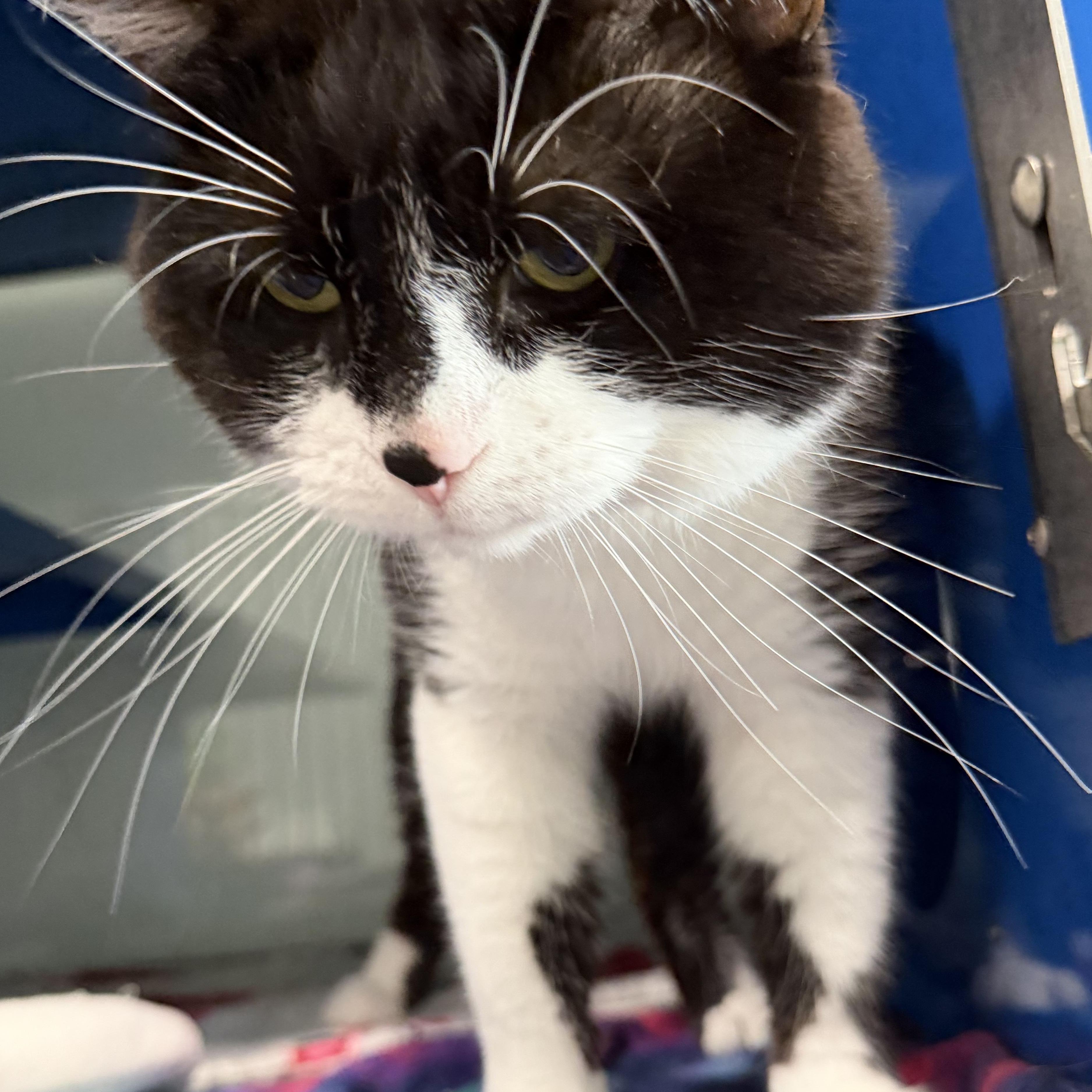 Enlarge Bernie, a ADOPTABLE Domestic Short Hair in Sault Sainte Marie, MI image 1/3