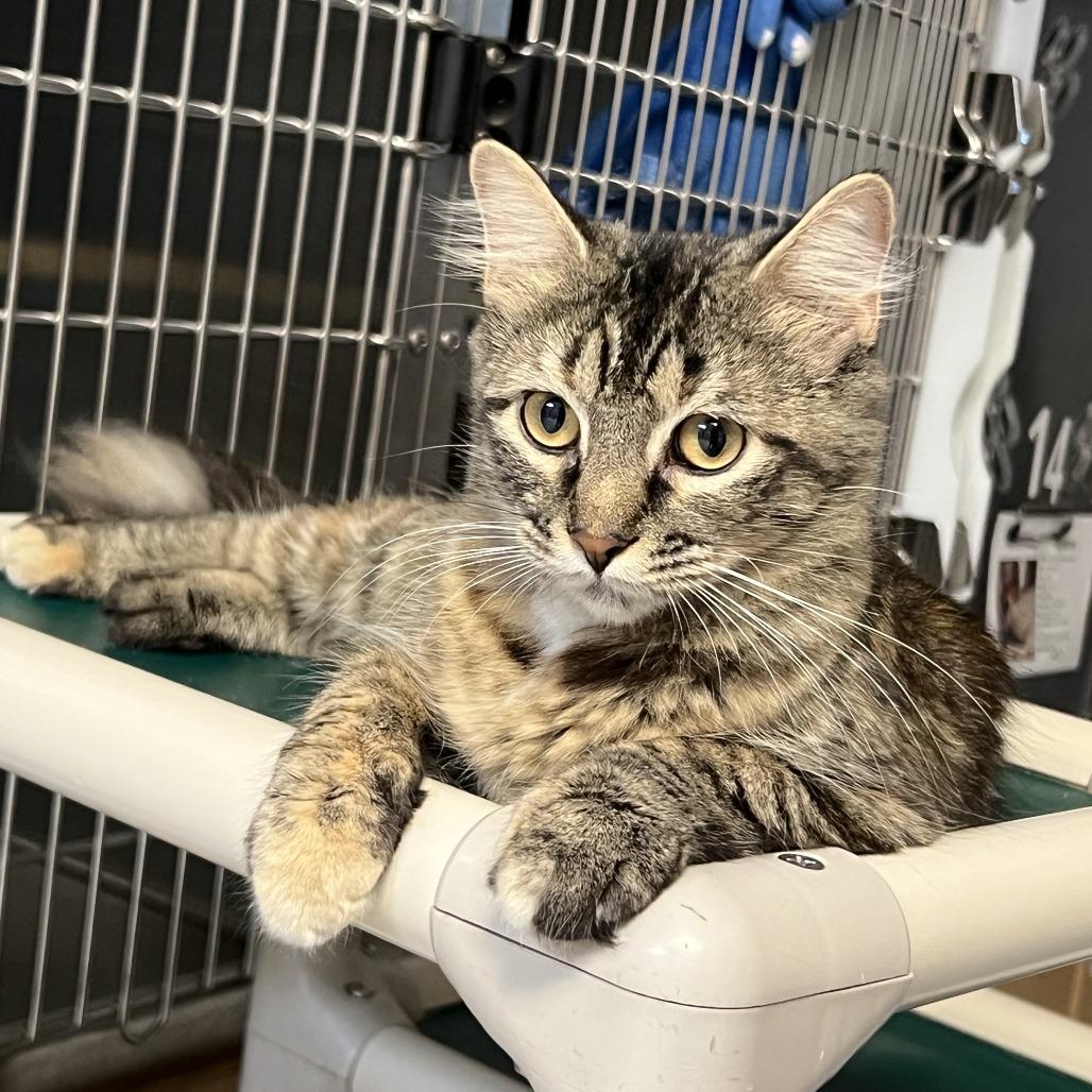 Enlarge Wanda, a Adoptable Domestic Medium Hair in Ottawa, KS image 1/2