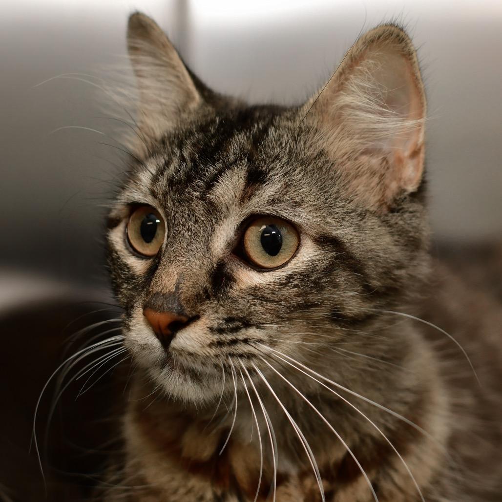 Enlarge Wanda, a Adoptable Domestic Medium Hair in Ottawa, KS image 2/2