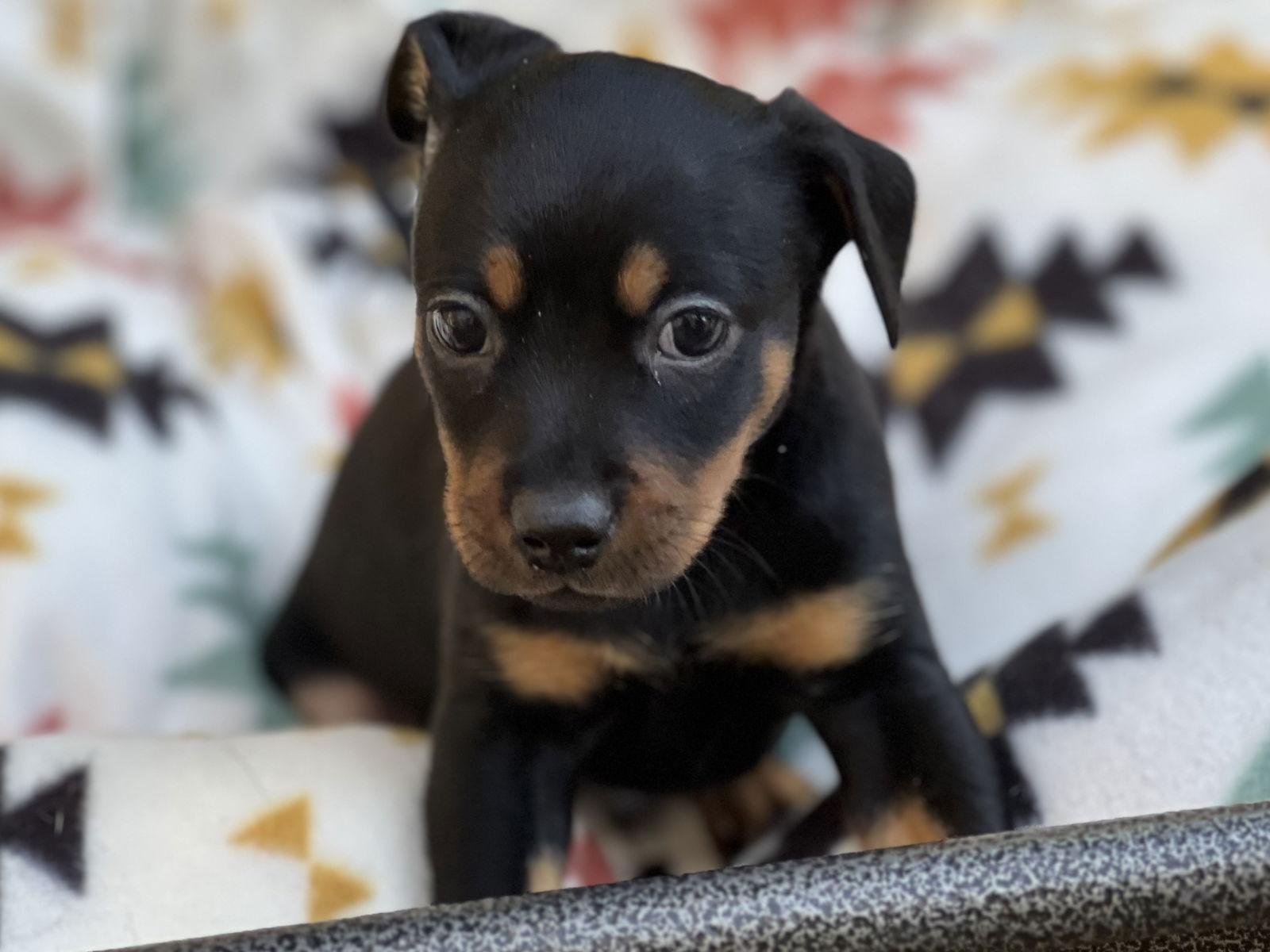Tater, Adopted, Puppy Male Dachshund & Miniature Pinscher.