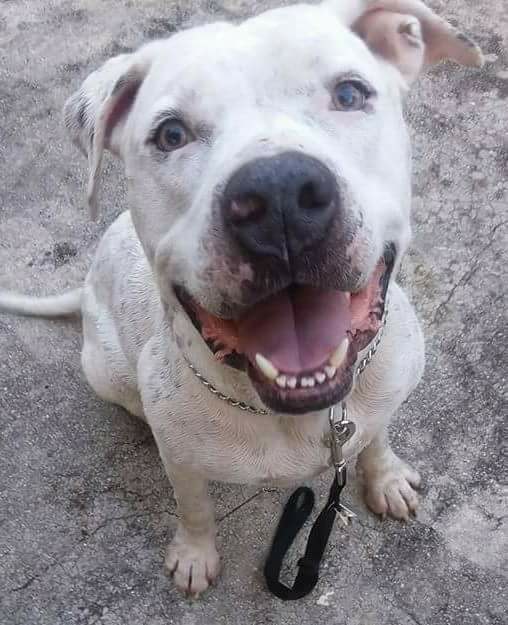 Enlarge Poncho, a Adoptable mixed breed in Coral Springs, FL image 1/6