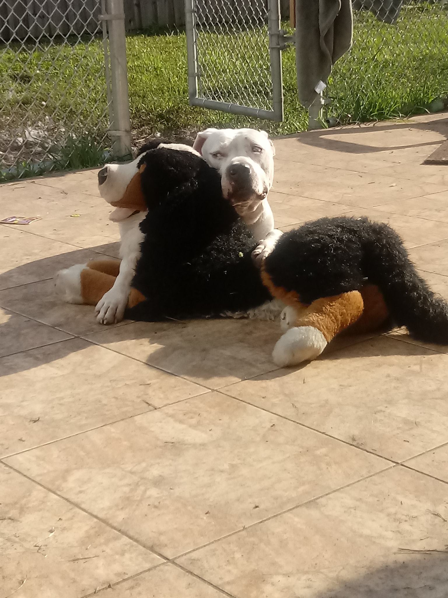 Enlarge Poncho, a Adoptable mixed breed in Coral Springs, FL image 2/6