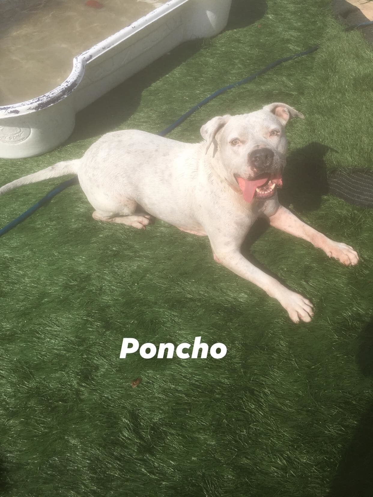 Enlarge Poncho, a Adoptable mixed breed in Coral Springs, FL image 3/6