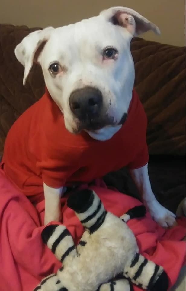 Enlarge Poncho, a Adoptable mixed breed in Coral Springs, FL image 5/6