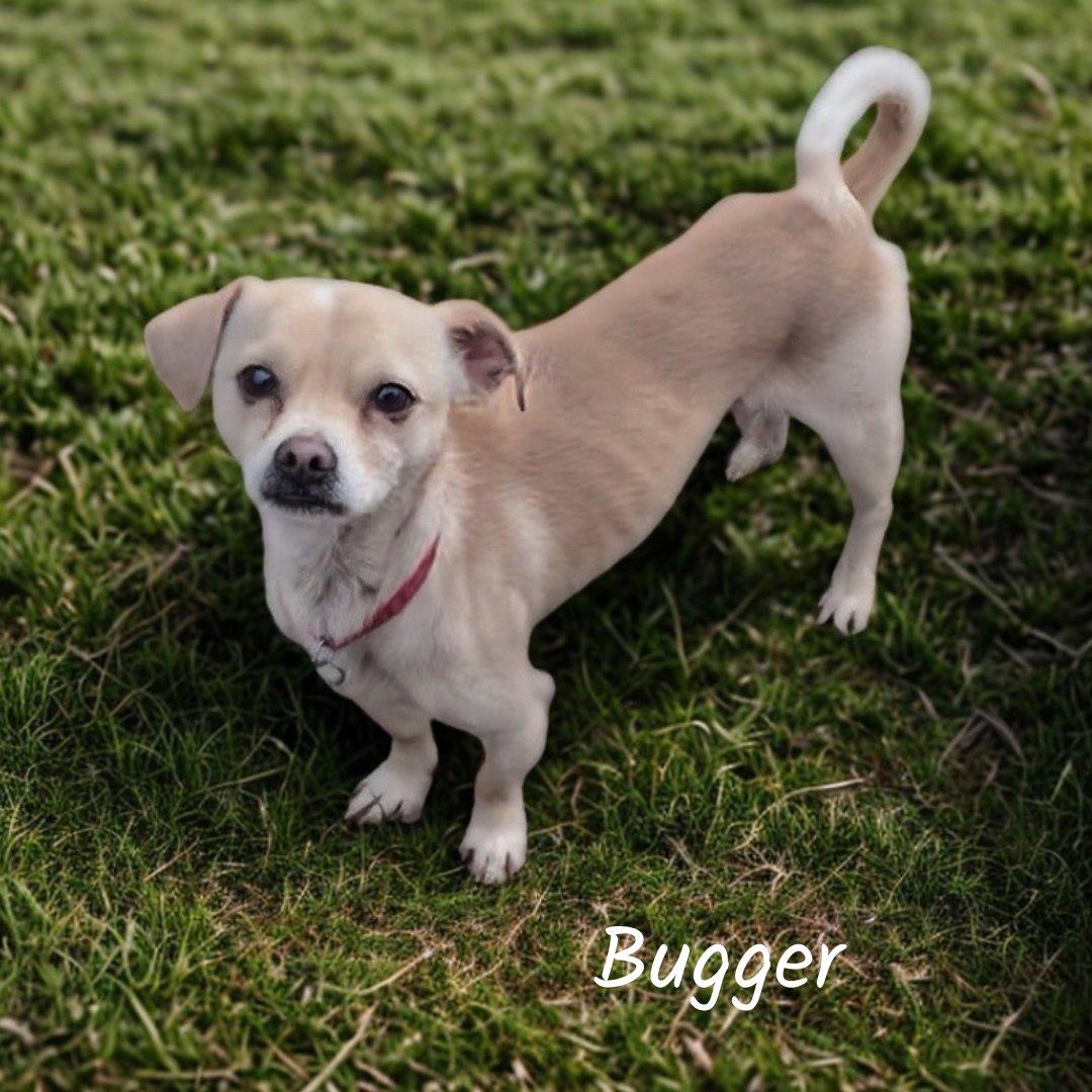 Lil Bugger, ADOPTABLE, Young Male Rat Terrier.
