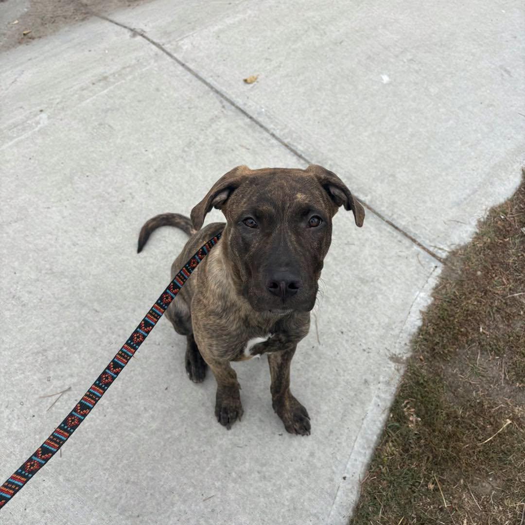 Enlarge Tater, a Adoptable Mixed Breed in Clive, AB image 2/3