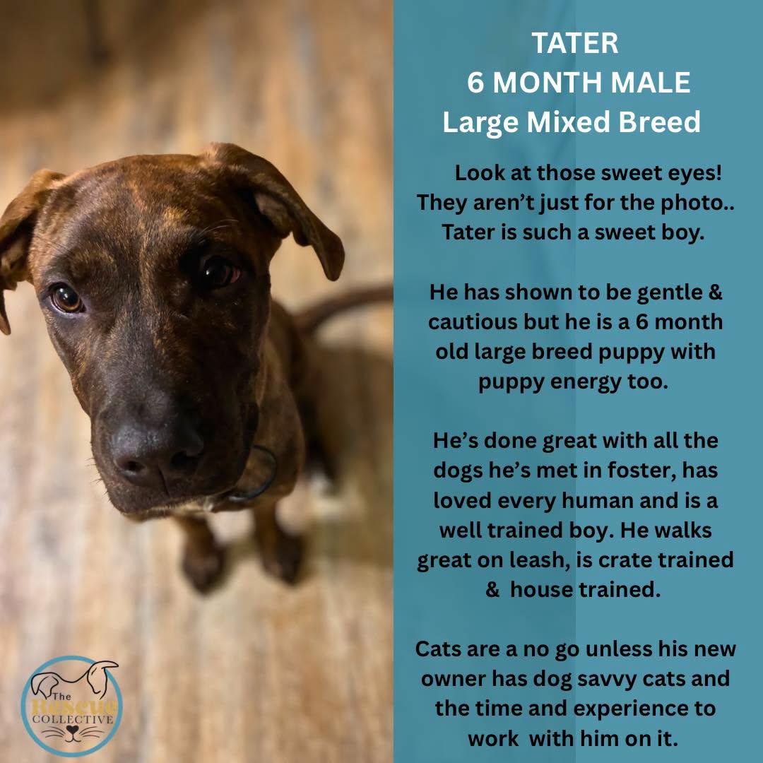 Enlarge Tater, a Adoptable Mixed Breed in Clive, AB image 3/3