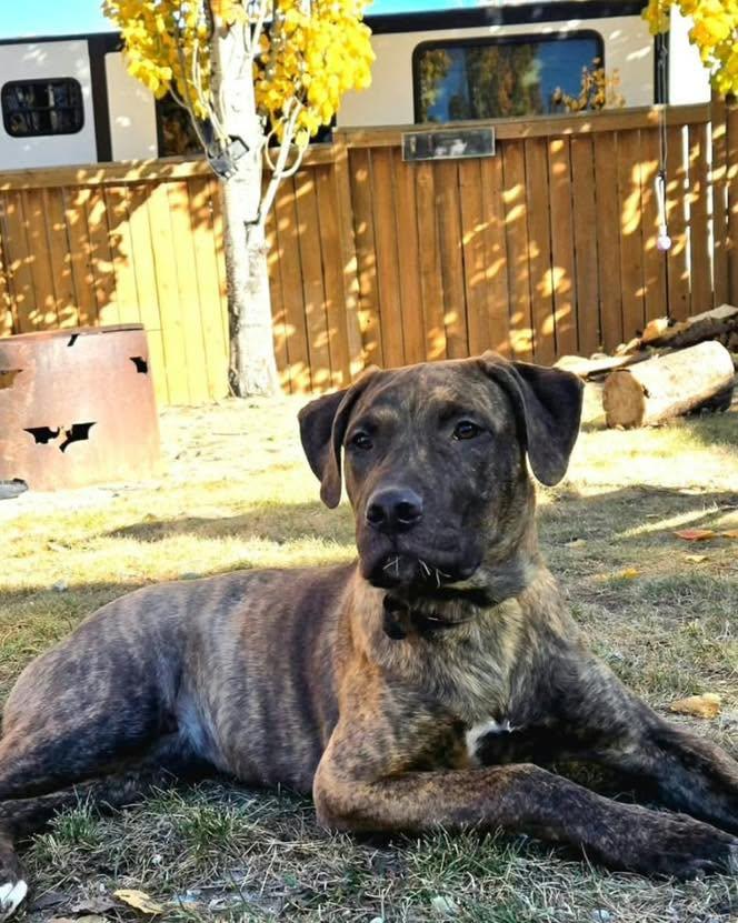 Enlarge Tater, a Adoptable Mixed Breed in Clive, AB image 1/3