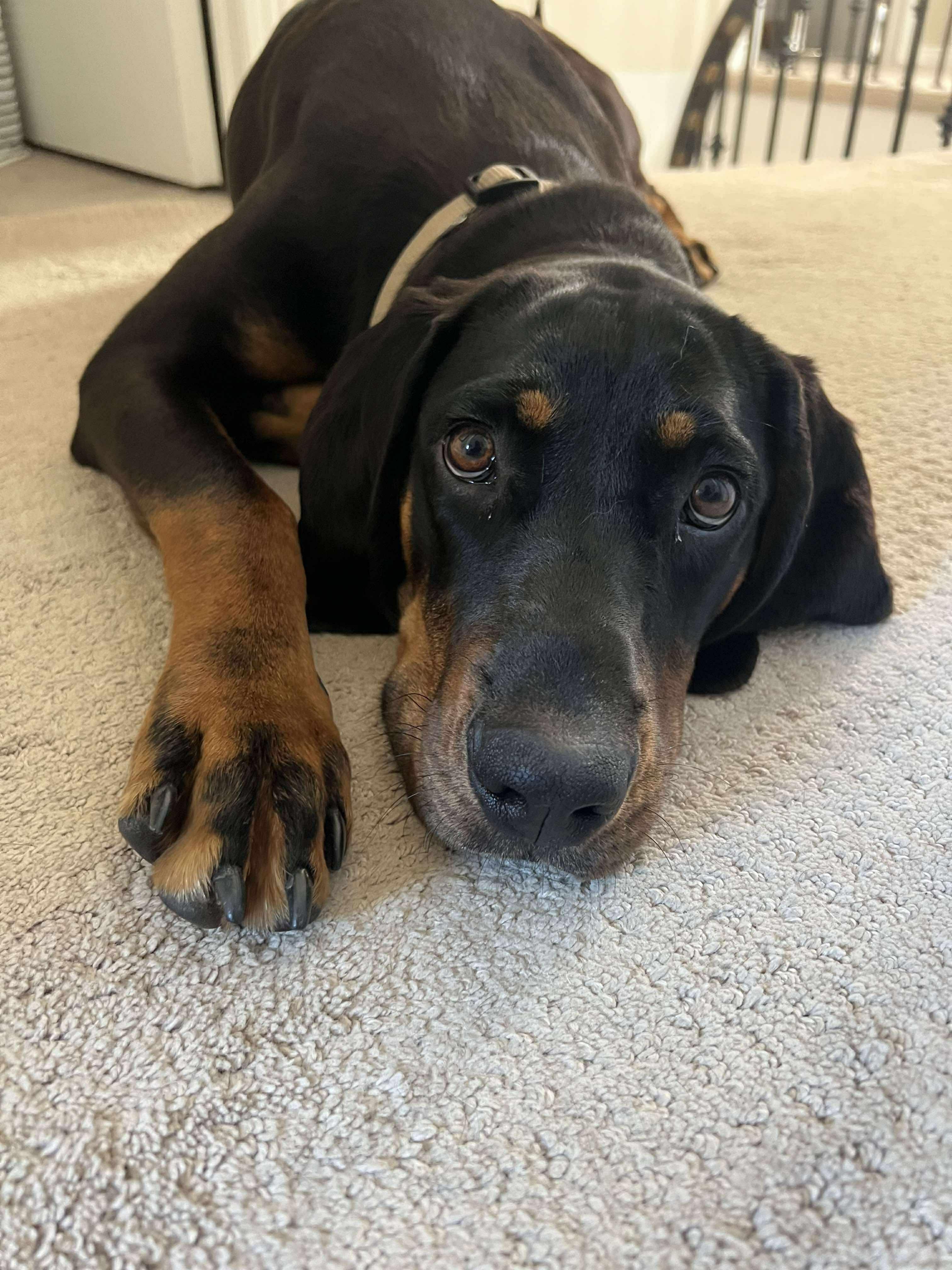 Enlarge Matilda (Tilley), a Adopted Black and Tan Coonhound in North Bay, ON image 1/5