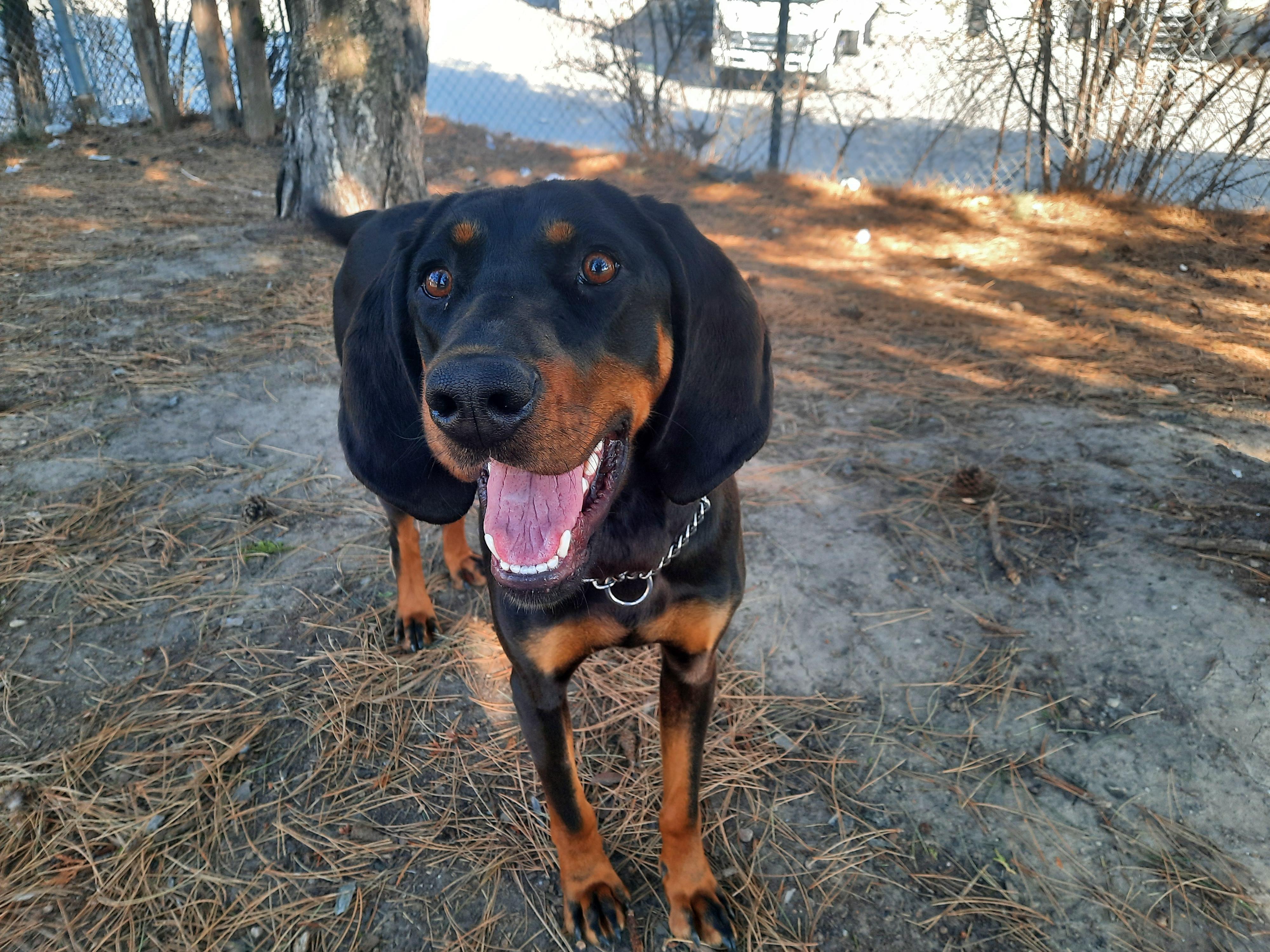 Enlarge Matilda (Tilley), a Adopted Black and Tan Coonhound in North Bay, ON image 2/5