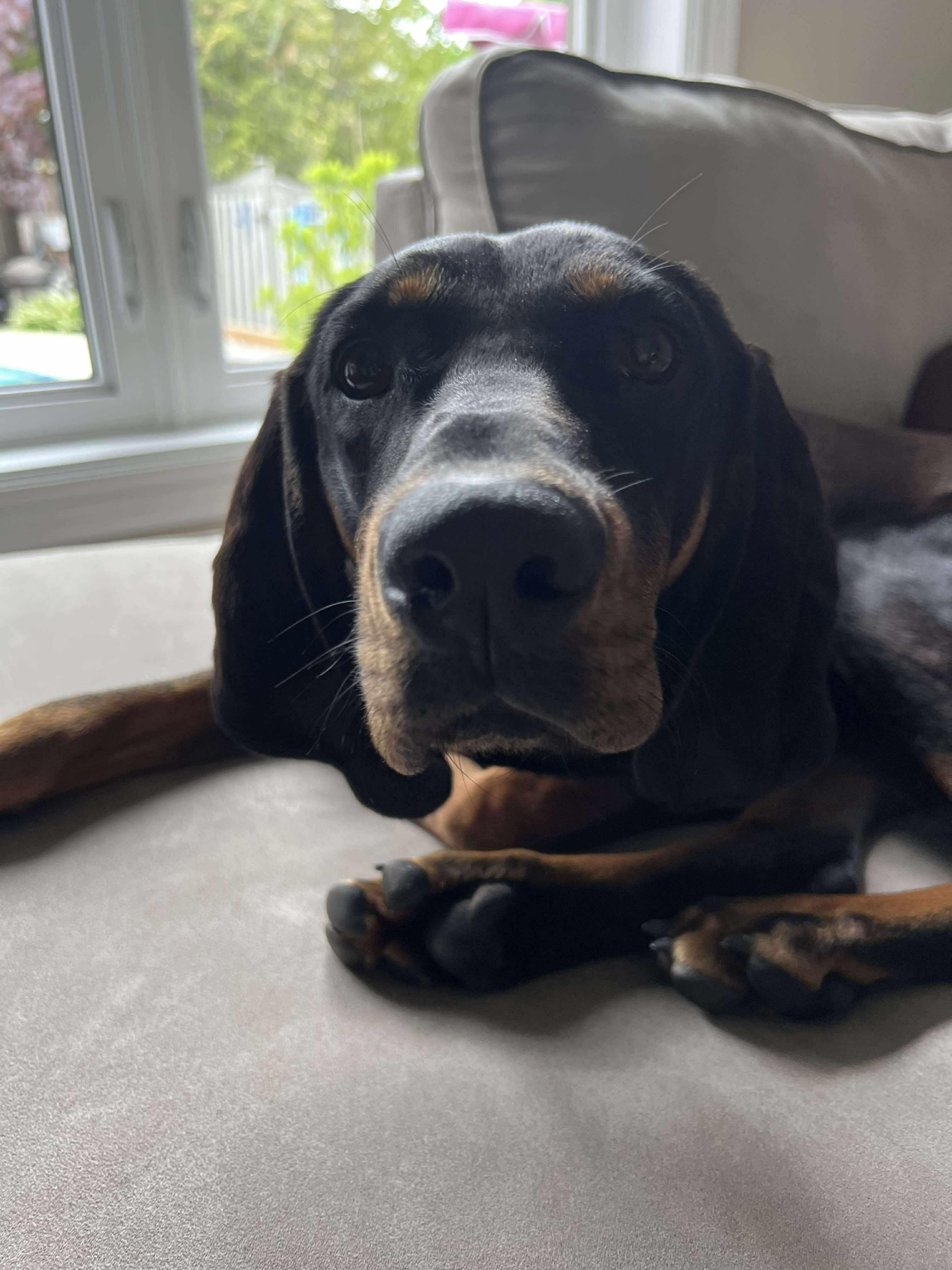 Enlarge Matilda (Tilley), a Adopted Black and Tan Coonhound in North Bay, ON image 3/5