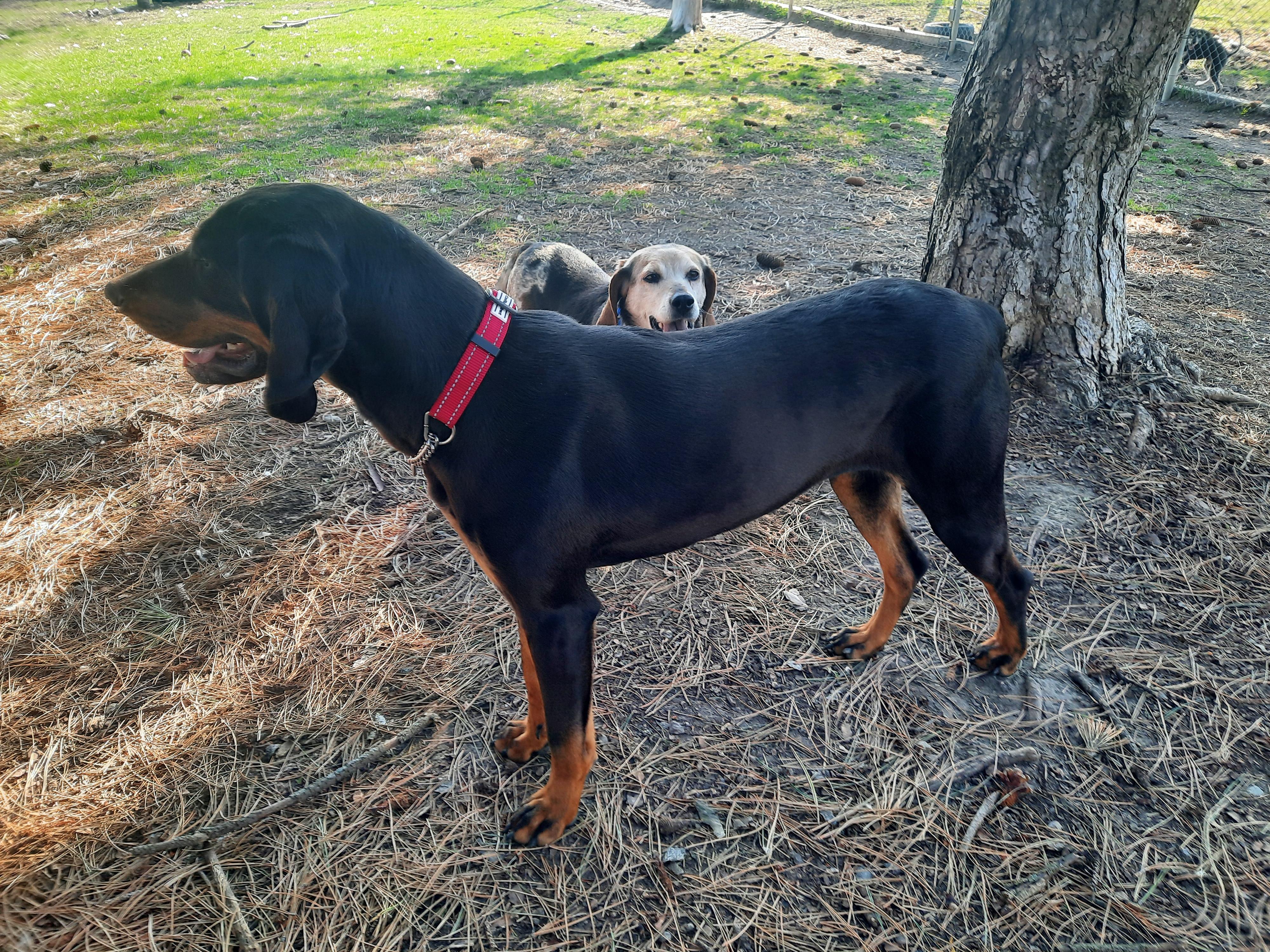 Enlarge Matilda (Tilley), a Adopted Black and Tan Coonhound in North Bay, ON image 4/5