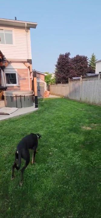 Enlarge Matilda (Tilley), a Adopted Black and Tan Coonhound in North Bay, ON video 5/5