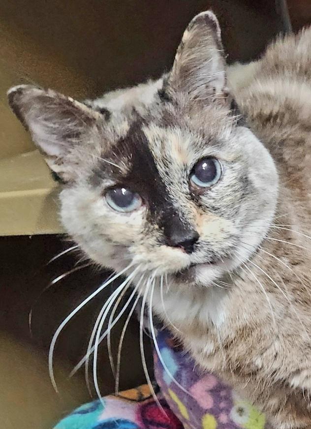 Enlarge Gianna Adores her human, a ADOPTABLE mixed breed in Fayetteville, AR image 1/5