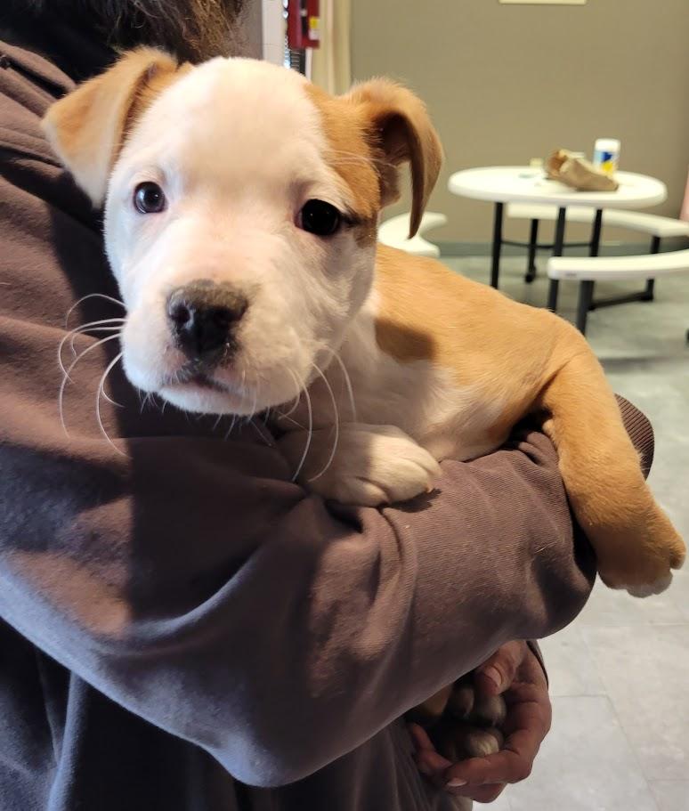 Agnes, ADOPTABLE, Puppy Female Pit Bull Terrier.