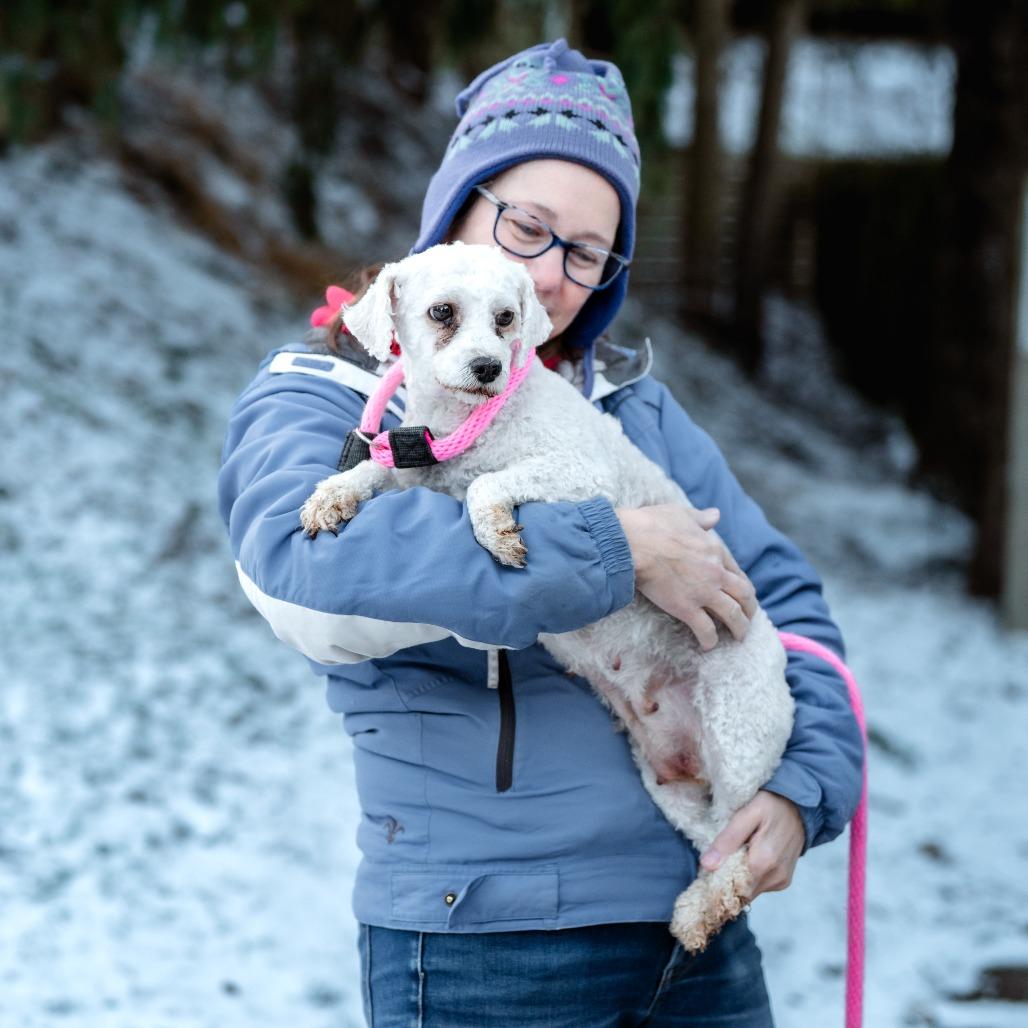Enlarge Sheila, an adoptable Poodle in Chester Springs, PA image 2/3