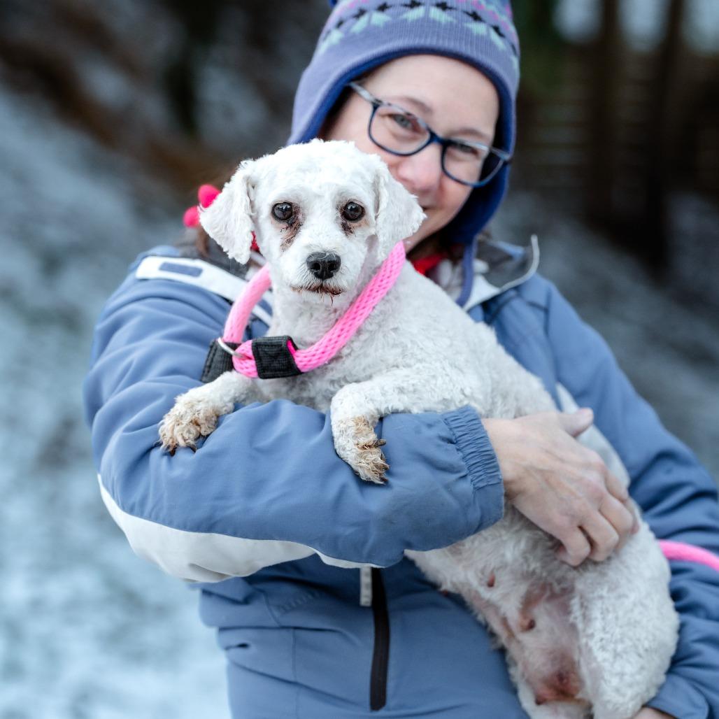 Sheila, adoptable, Adult Female Poodle.