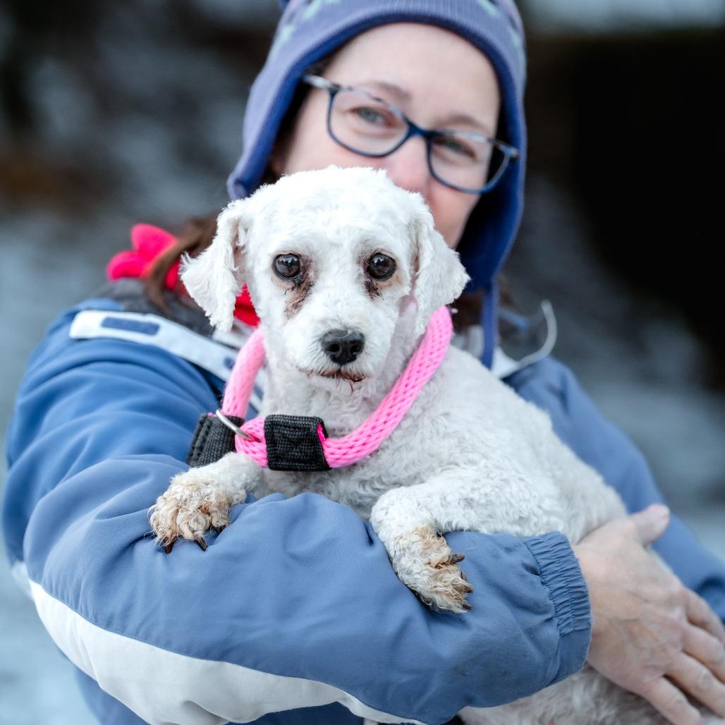 Enlarge Sheila, an adoptable Poodle in Chester Springs, PA image 3/3
