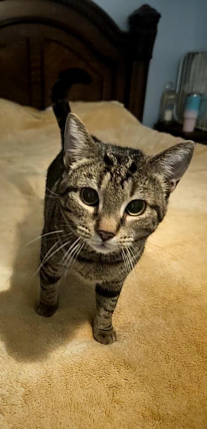 Enlarge Evelyn , a ADOPTABLE Tabby in Richmond, VA image 2/2