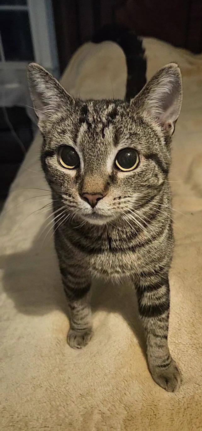 Evelyn , ADOPTABLE, Young Female Tabby.