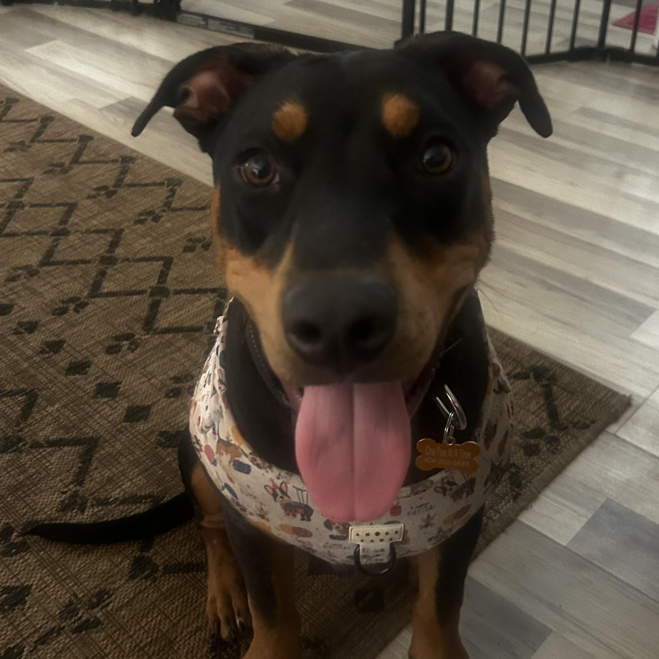 Mossy, an adopted Mixed Breed in atlanta, GA image 2/3