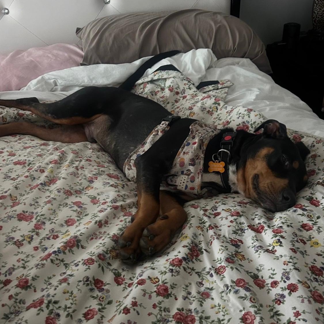 Mossy, an adopted Mixed Breed in atlanta, GA image 3/3