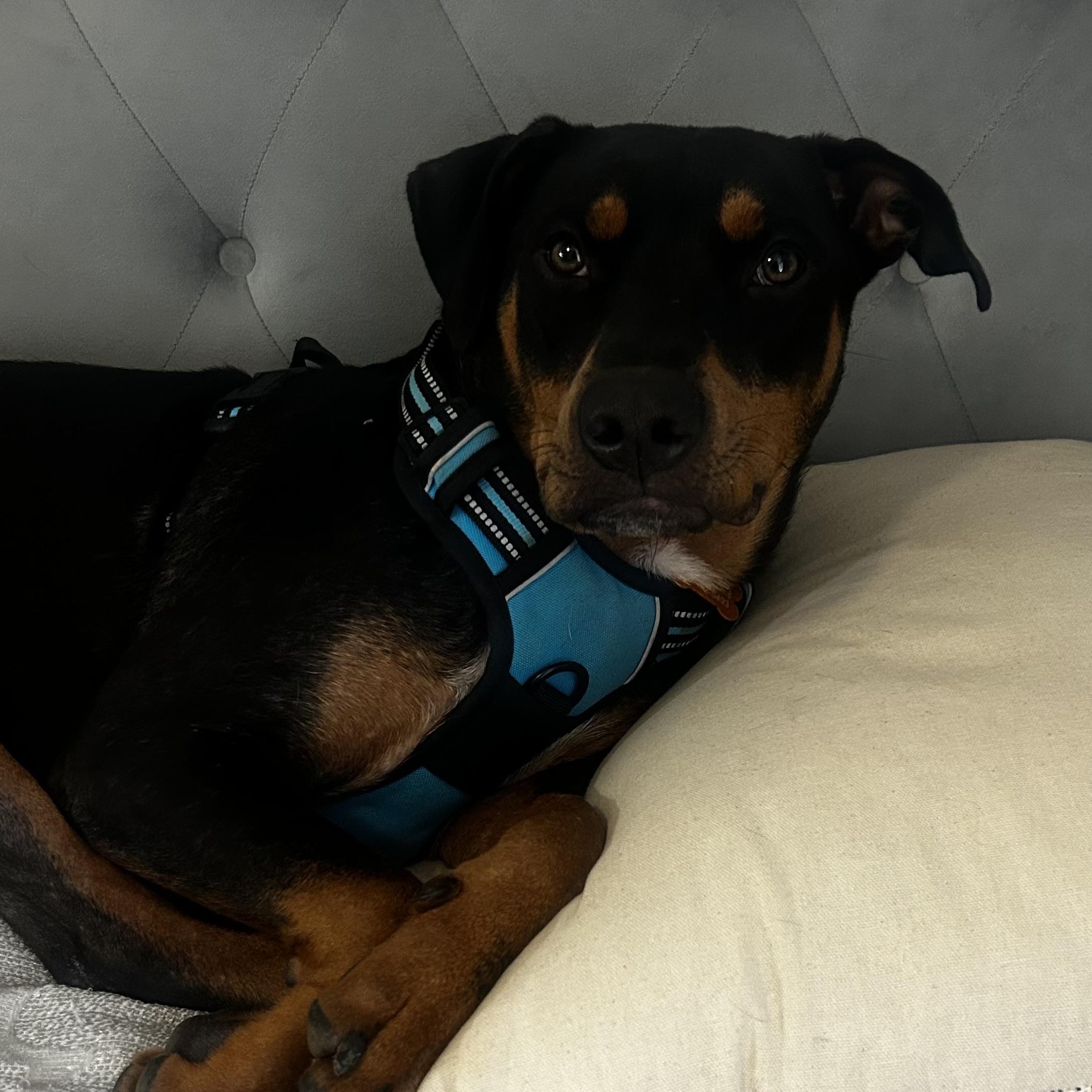 Mossy, an adopted Mixed Breed in atlanta, GA image 1/3