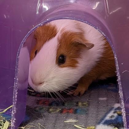 Enlarge Ben (bonded w Jerry), a Adoptable mixed breed in Voorhees, NJ image 1/1