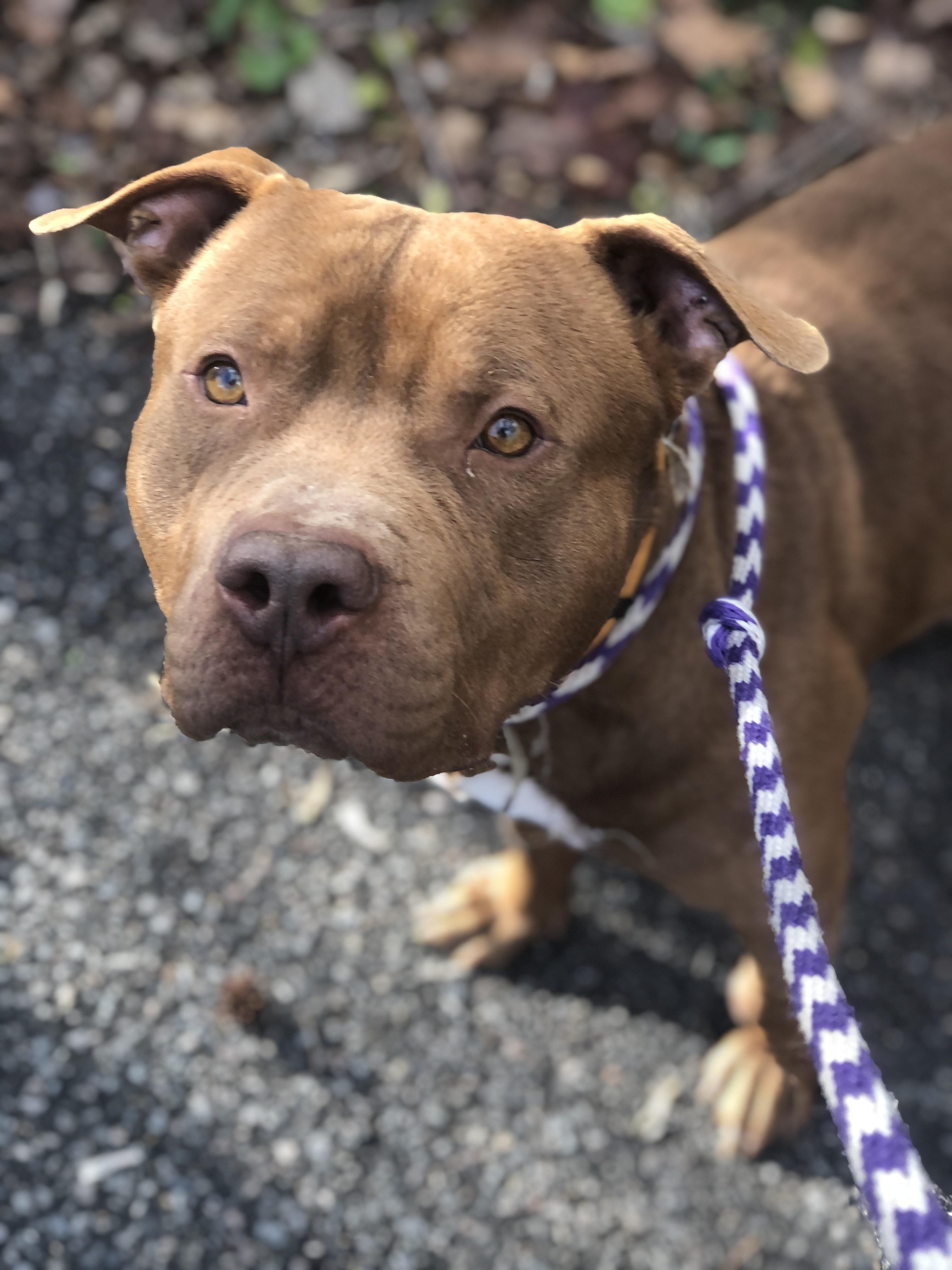 Enlarge Gunner, a other Pit Bull Terrier in Petersburg, VA image 2/6
