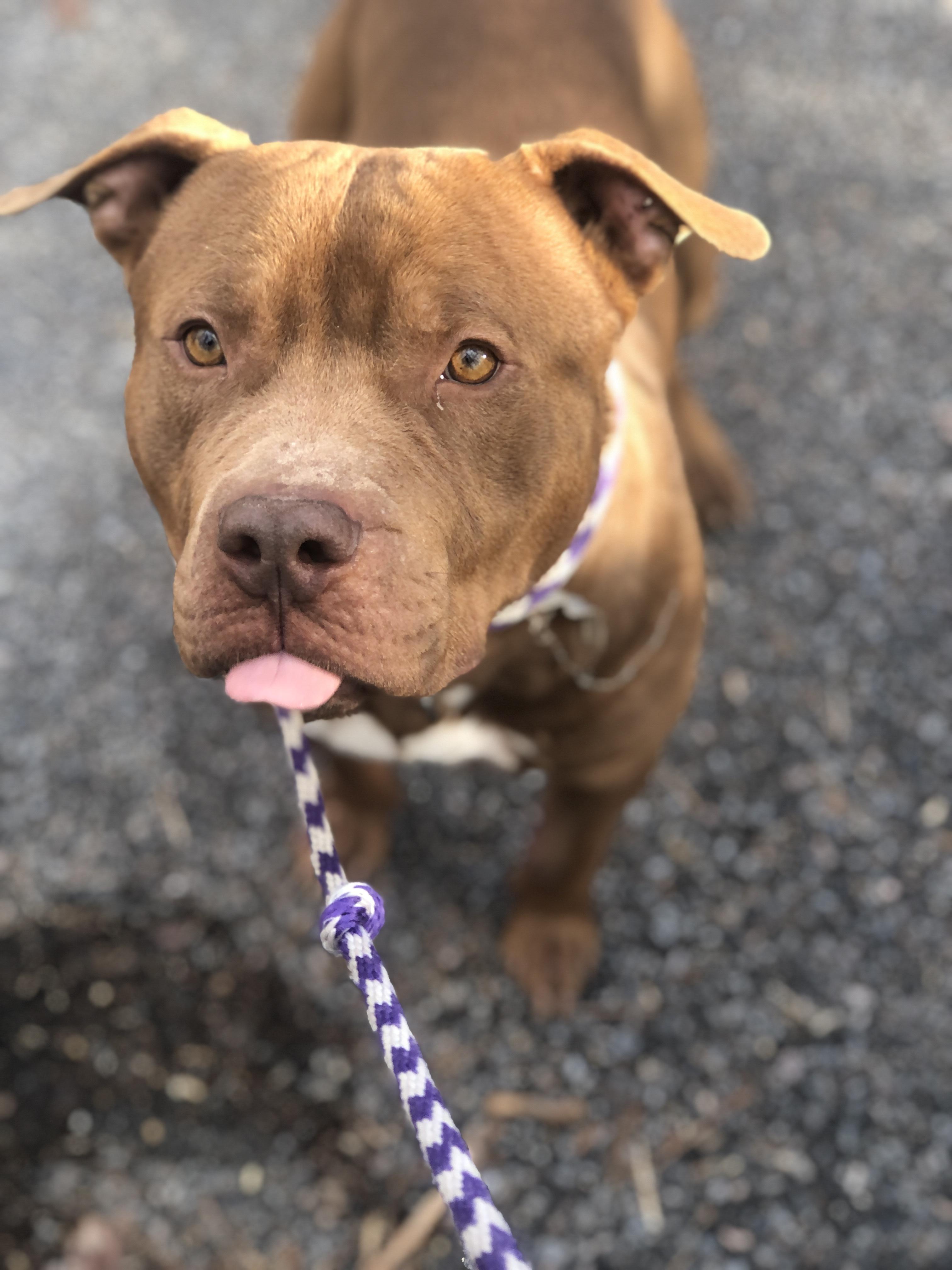 Enlarge Gunner, a other Pit Bull Terrier in Petersburg, VA image 3/6
