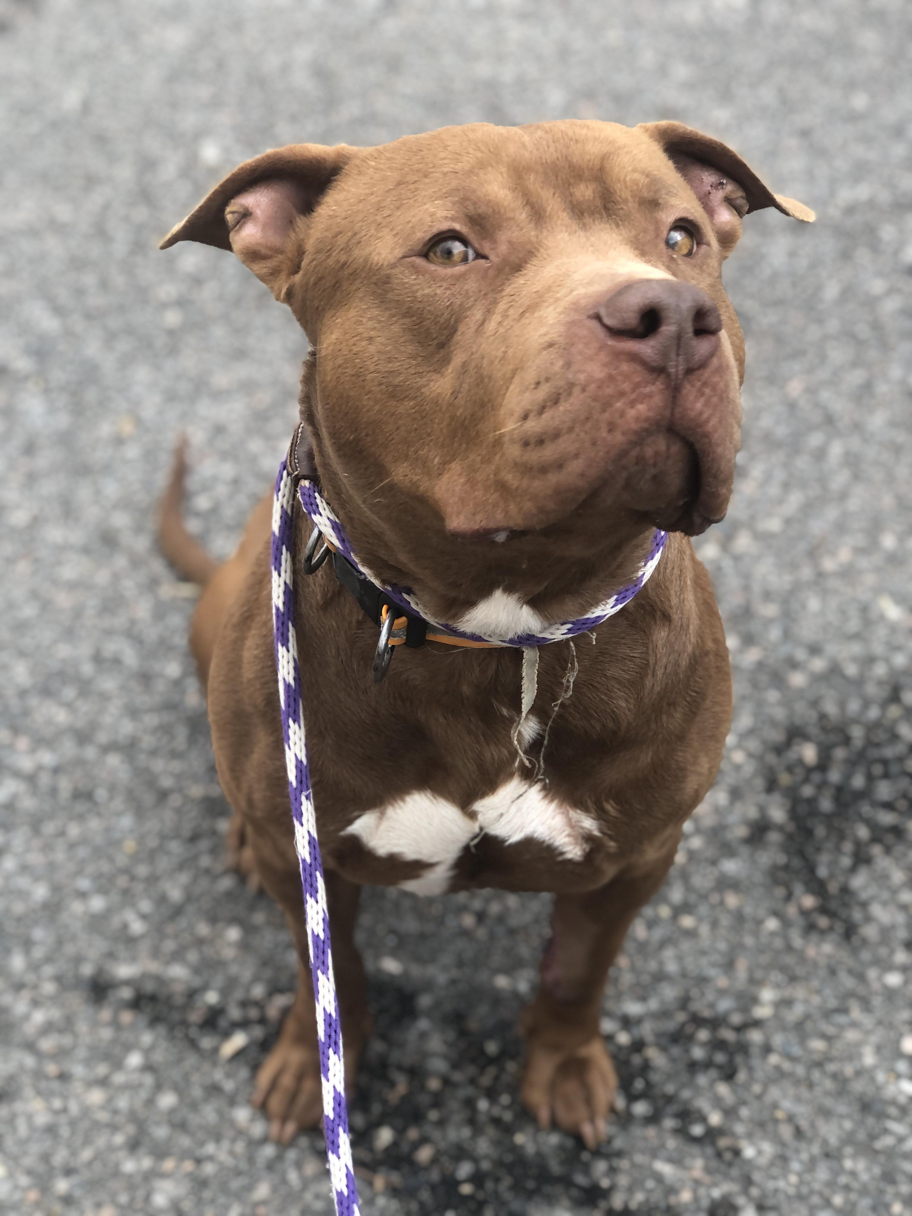 Enlarge Gunner, a other Pit Bull Terrier in Petersburg, VA image 4/6
