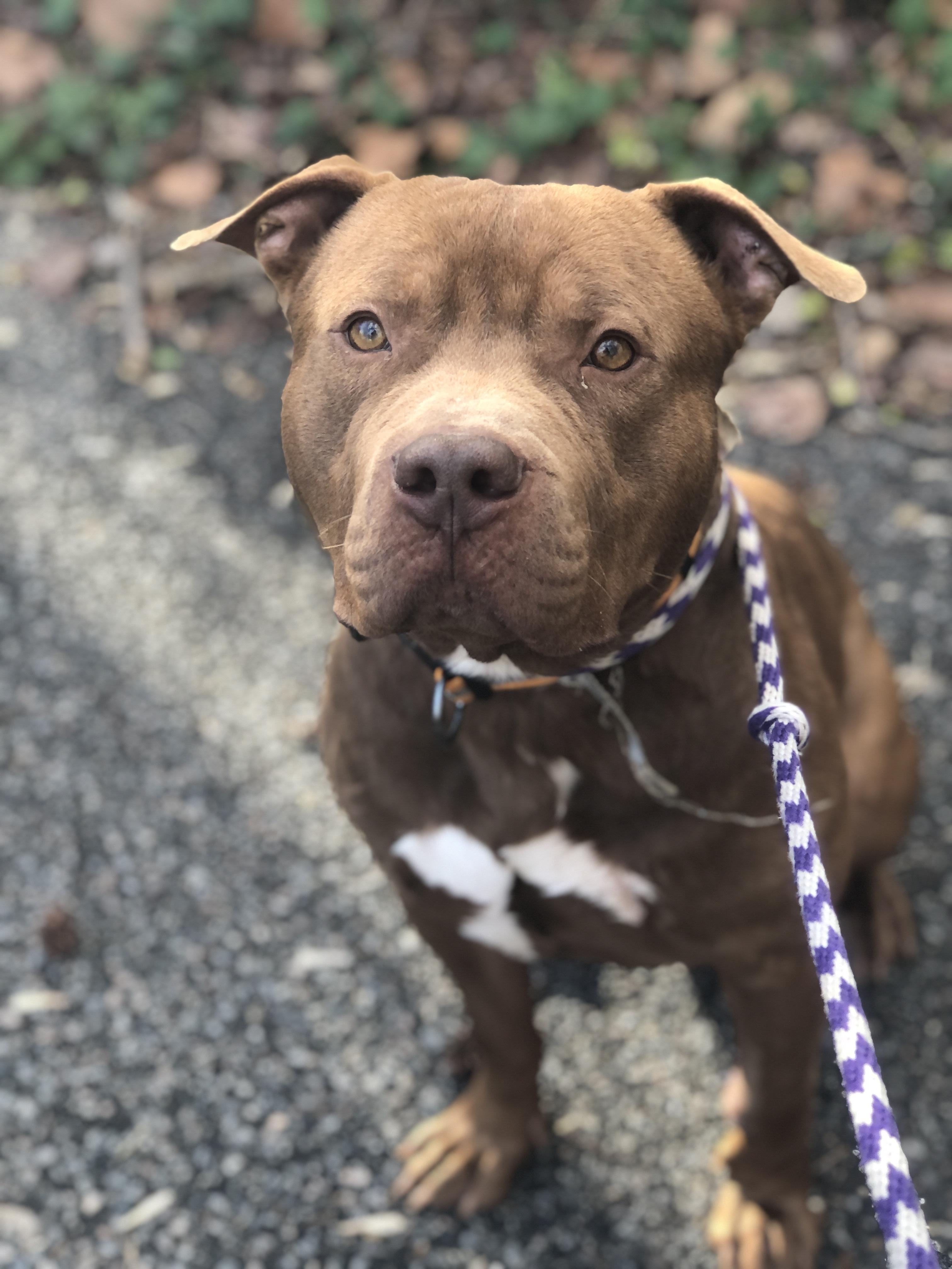 Enlarge Gunner, a other Pit Bull Terrier in Petersburg, VA image 6/6
