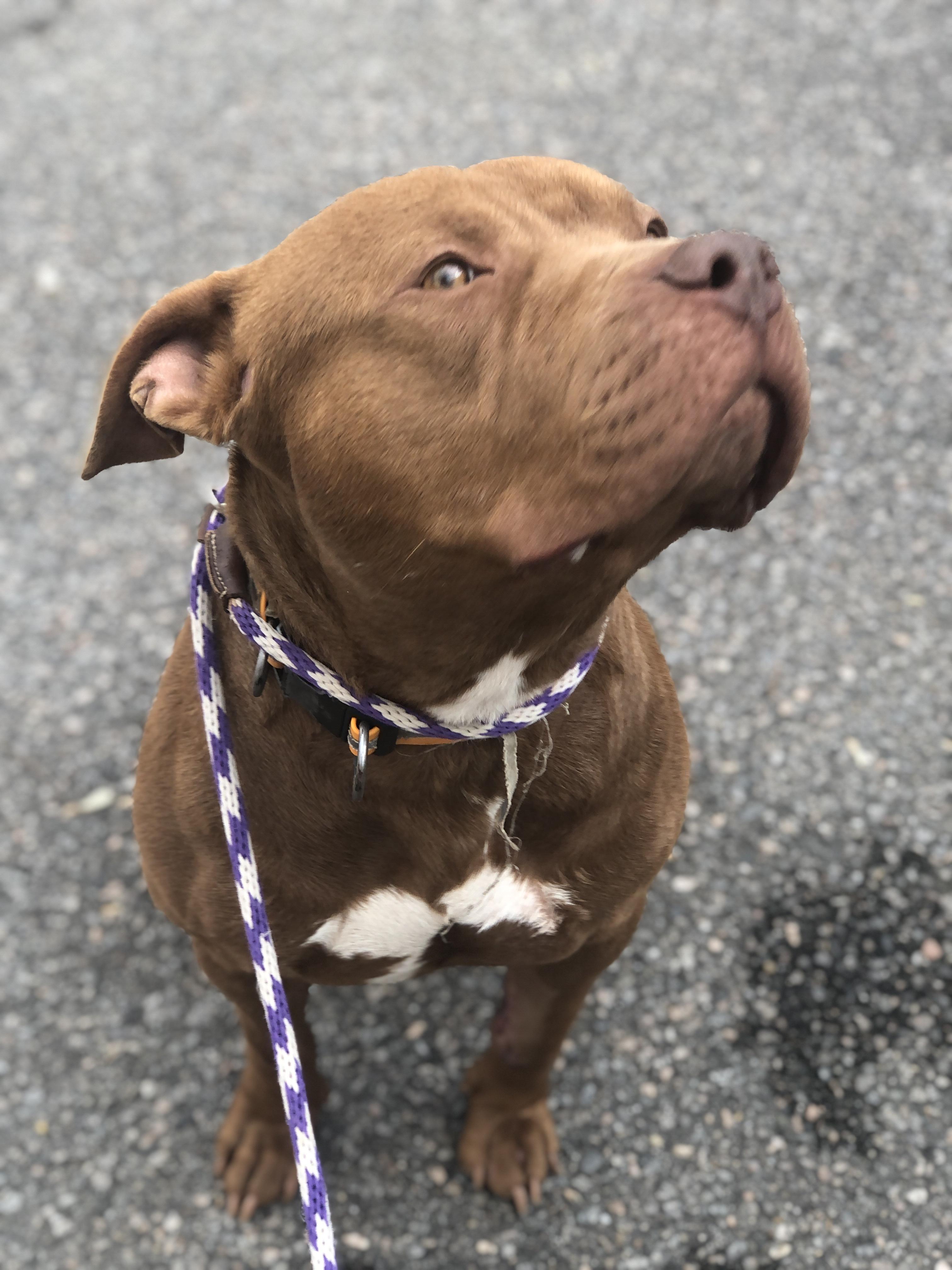 Enlarge Gunner, a other Pit Bull Terrier in Petersburg, VA image 5/6