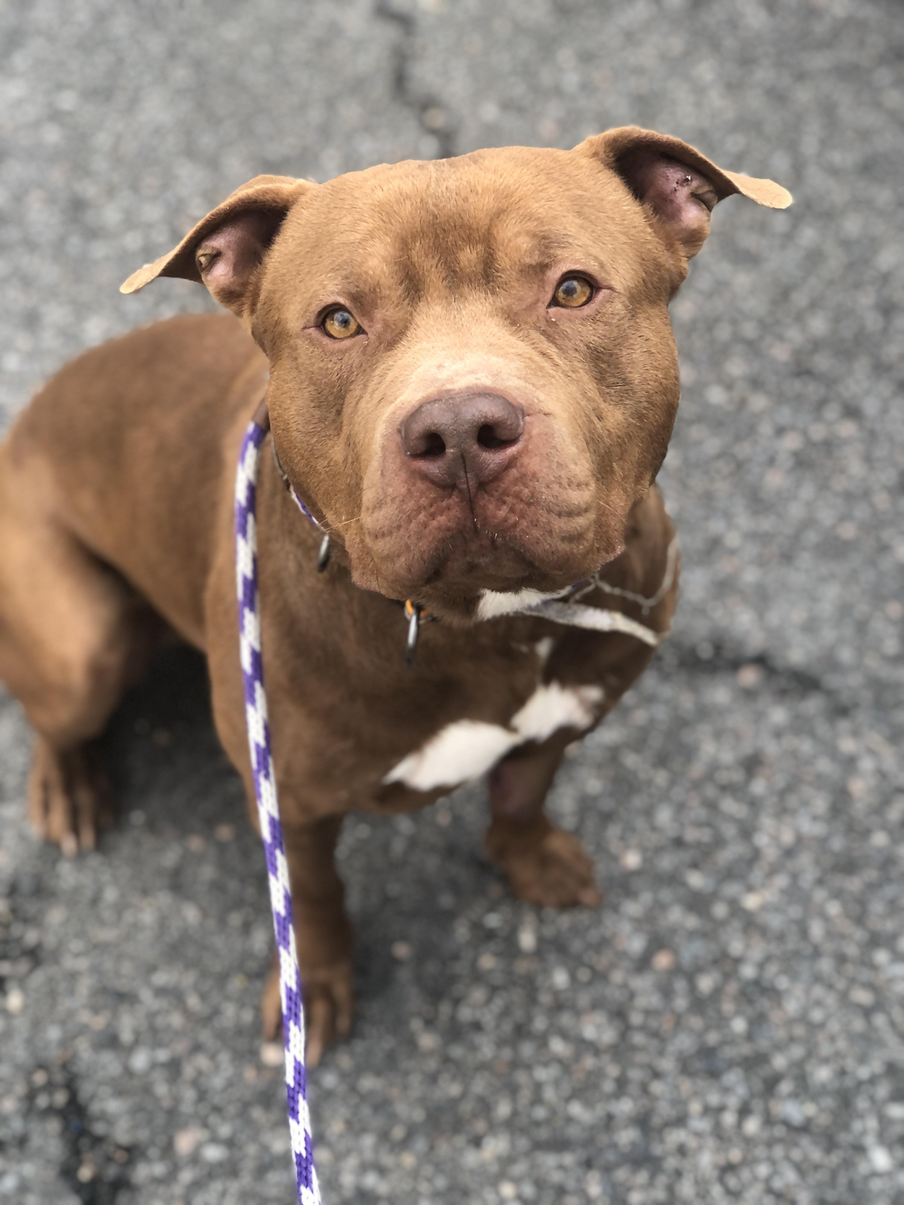 Gunner, adoptable, Young Male Pit Bull Terrier.