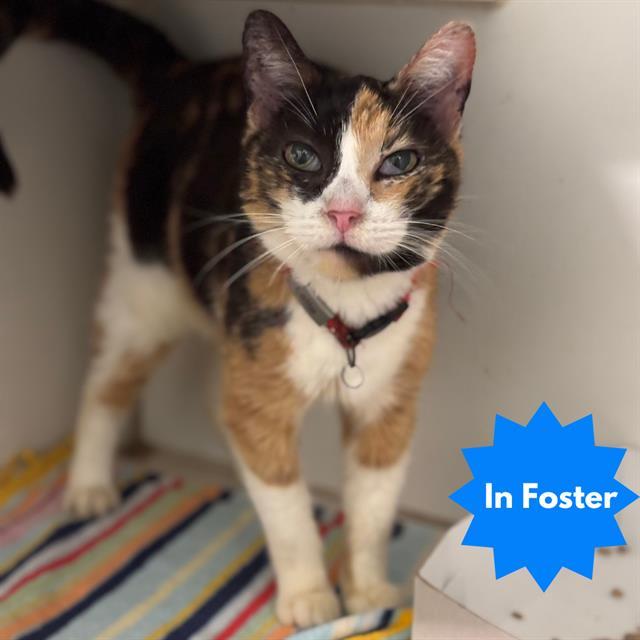 LATTE, Adoptable, Senior Female Domestic Short Hair.