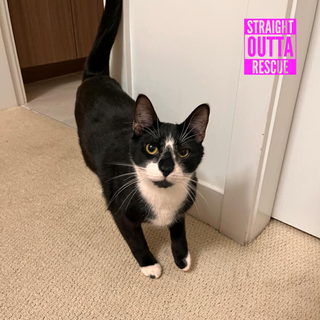 Enlarge Jenga (bonded to Rose), a ADOPTABLE Domestic Short Hair in Vancouver, BC image 4/4