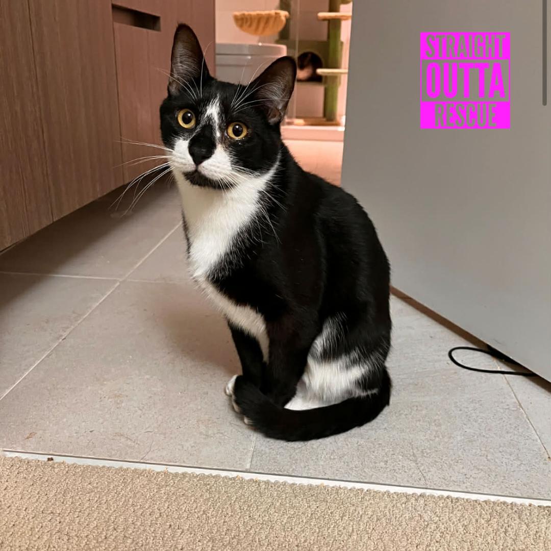 Enlarge Jenga (bonded to Rose), a ADOPTABLE Domestic Short Hair in Vancouver, BC image 1/4