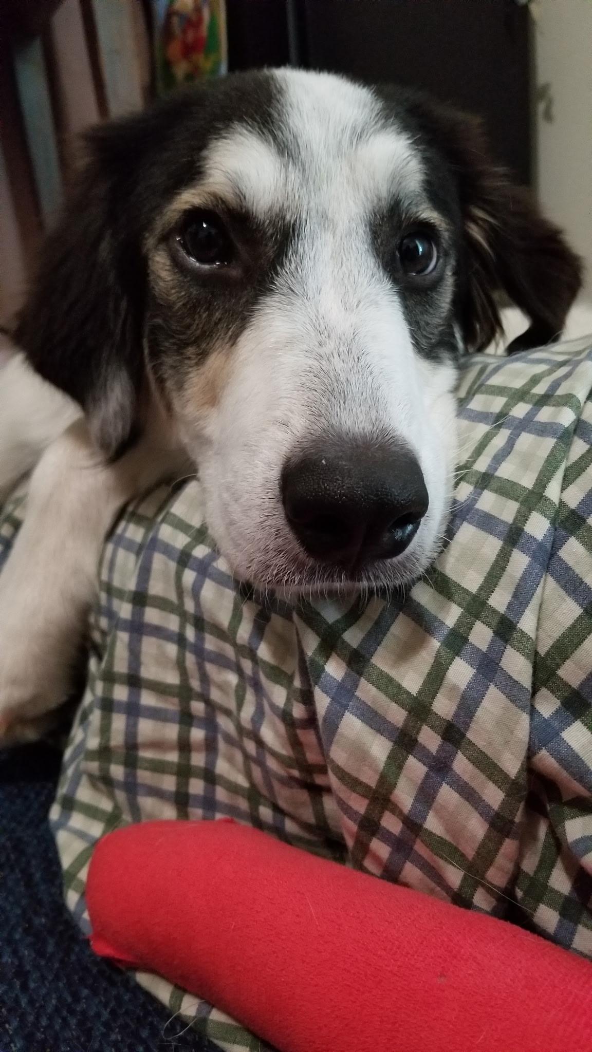 Sophie