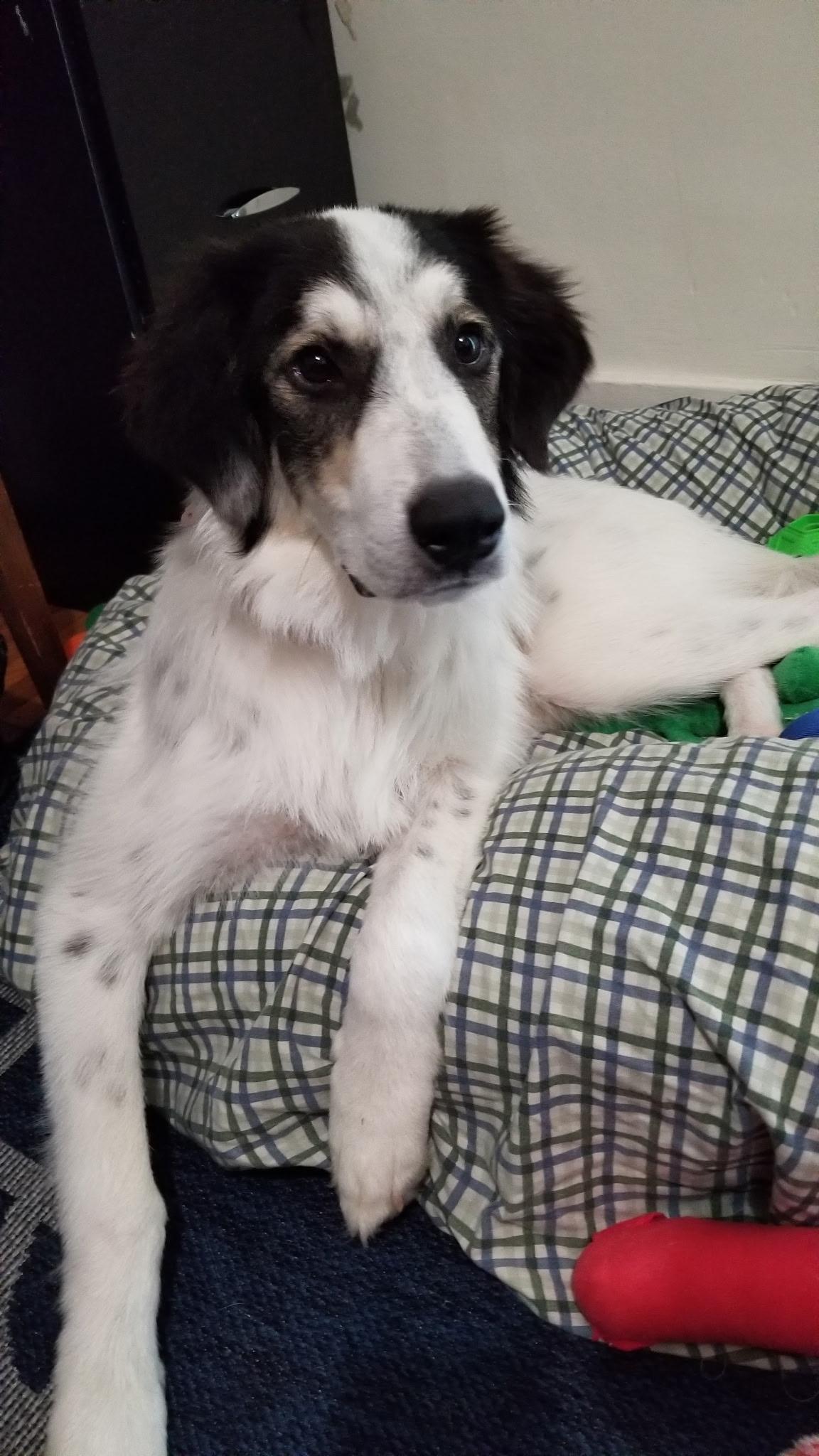 Sophie
