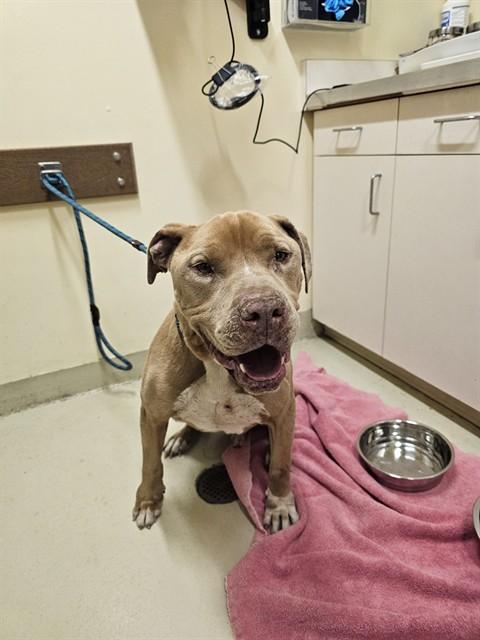 Enlarge FINN, a Adoptable Pit Bull Terrier in Fremont, CA image 1/1
