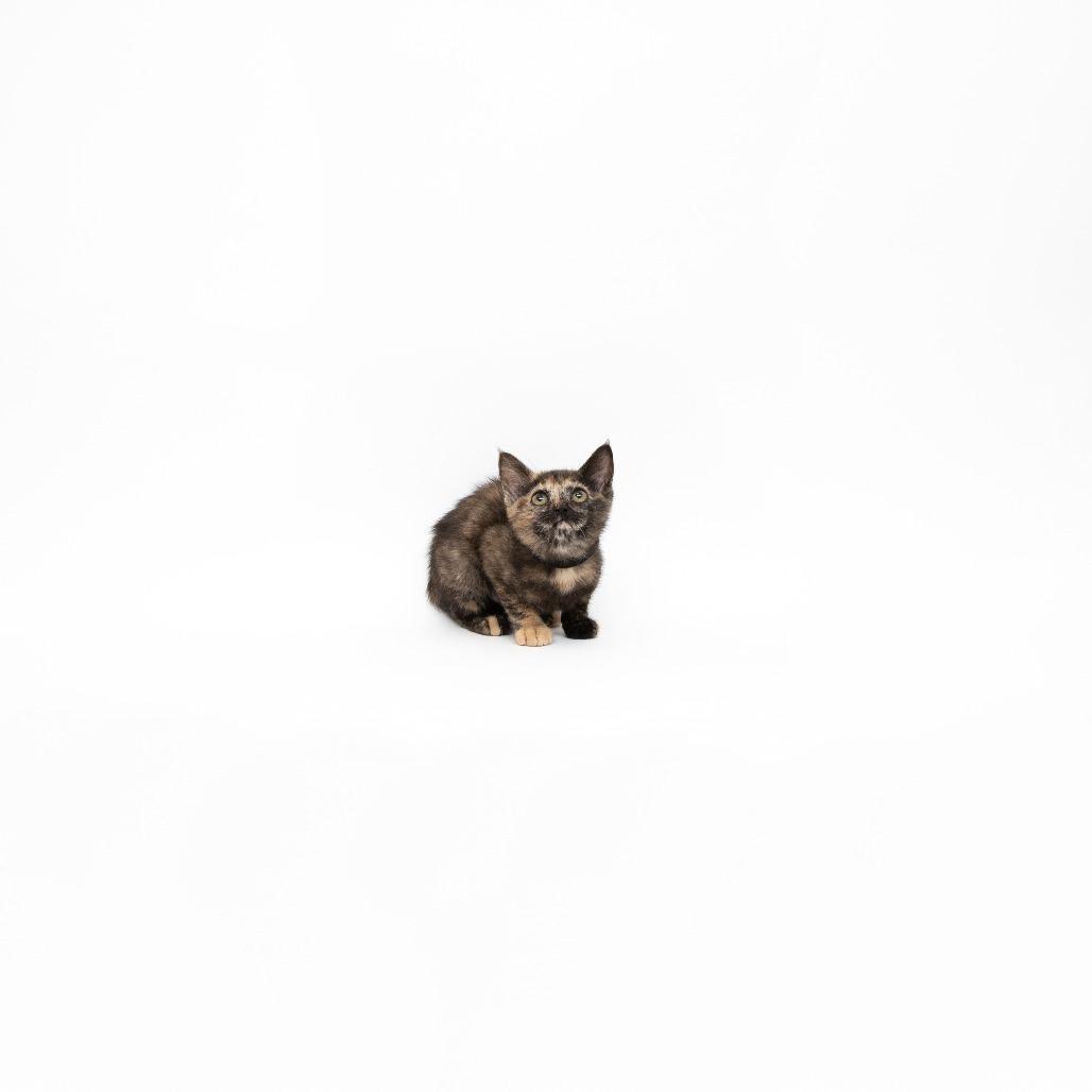 Enlarge Reagan, a Adoptable Domestic Short Hair in Playa Vista, CA image 1/1