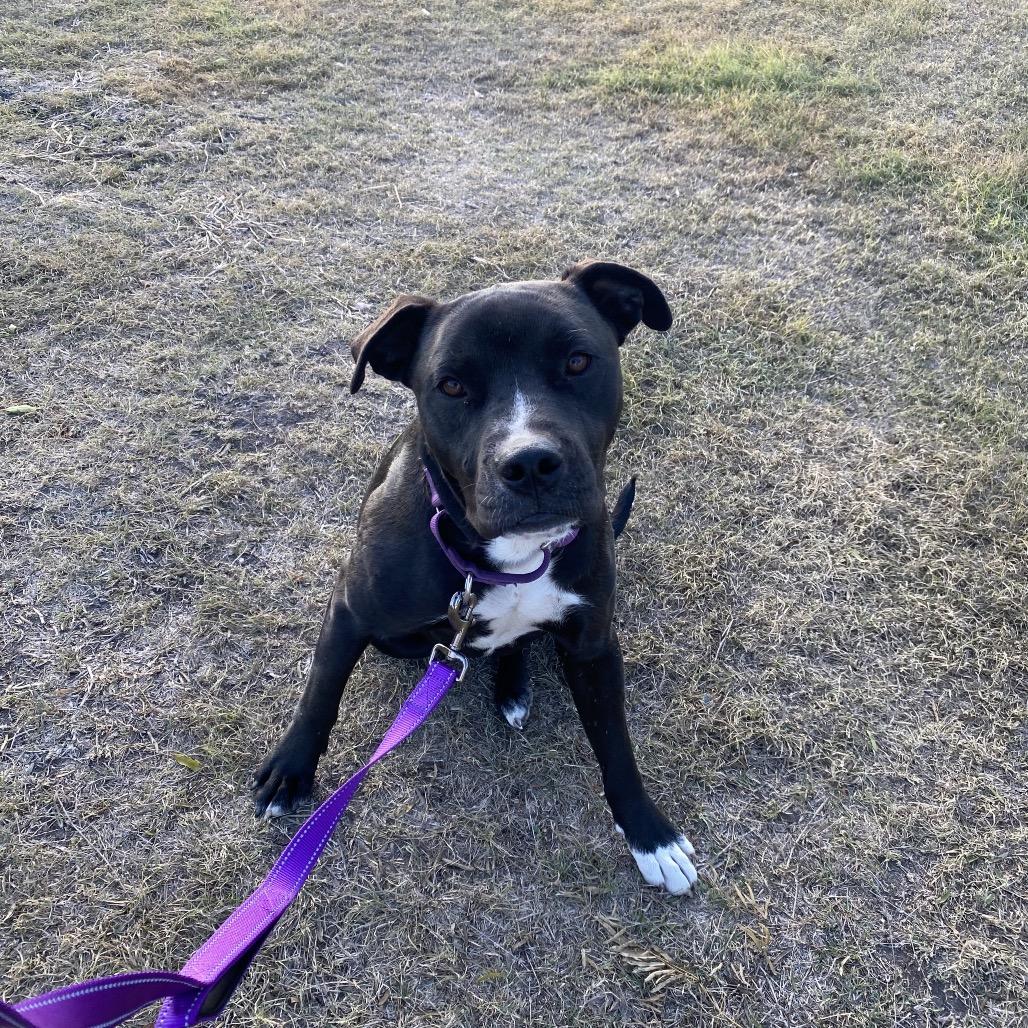 Enlarge Casper, a Adoptable mixed breed in Lockhart, TX image 2/3