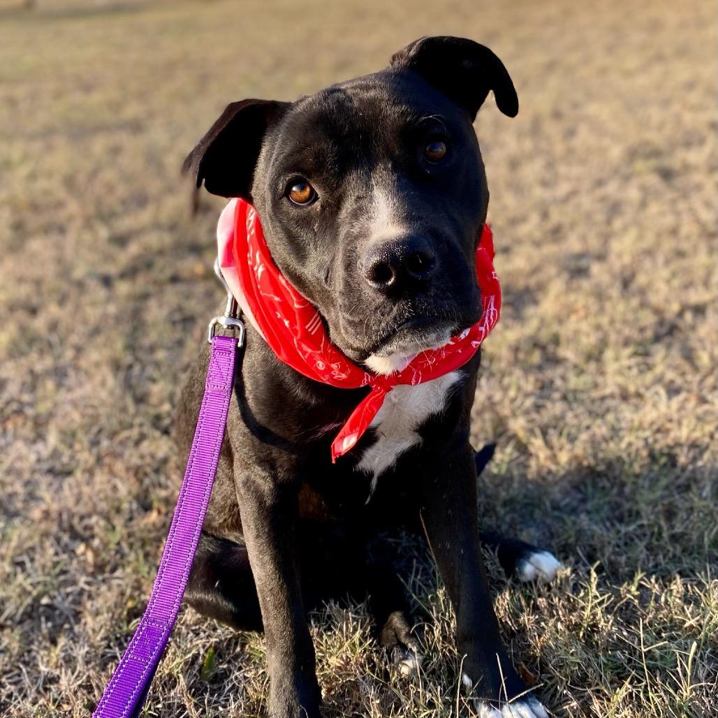 Casper, Adoptable, Adult Male American Staffordshire Terrier.