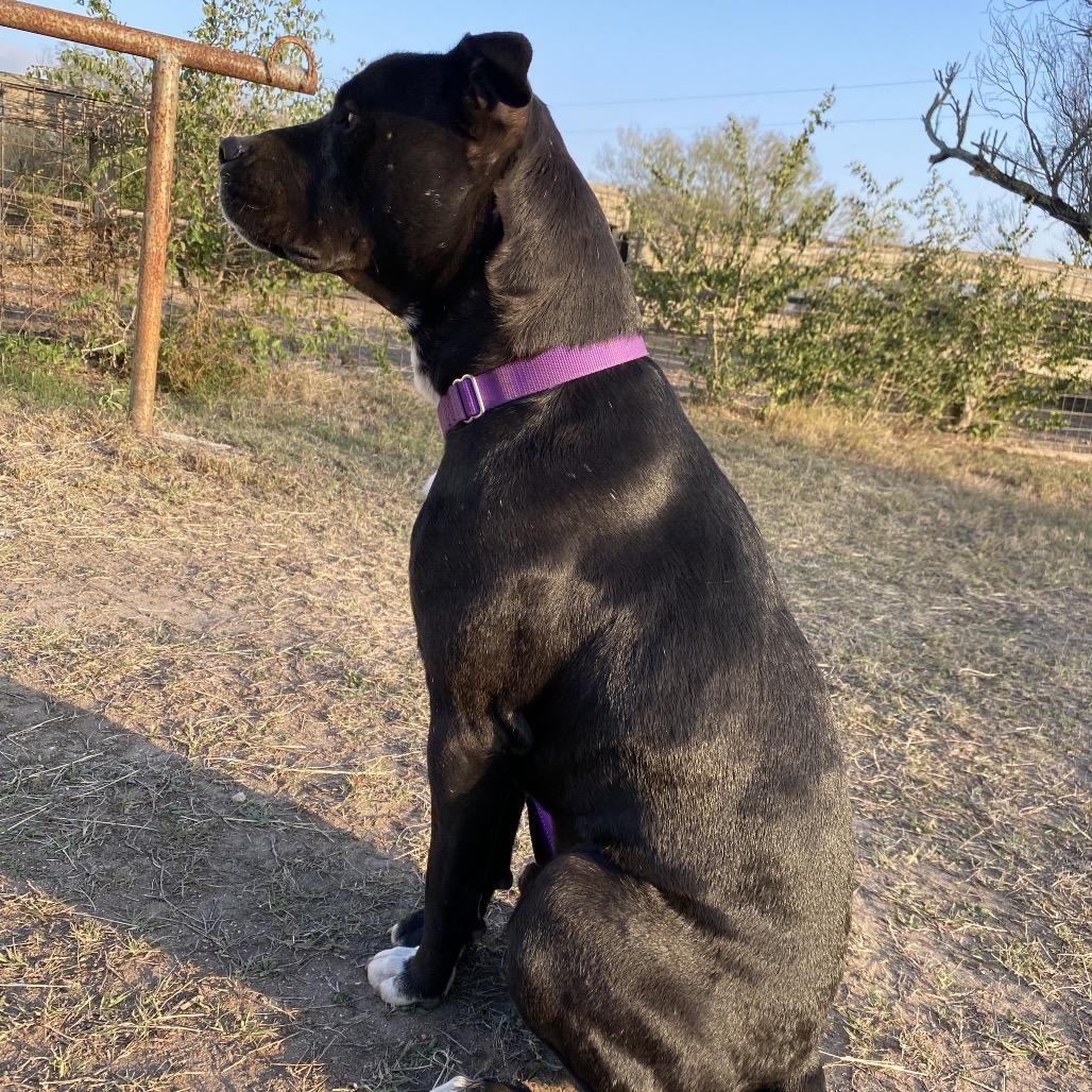 Enlarge Casper, a Adoptable mixed breed in Lockhart, TX image 3/3