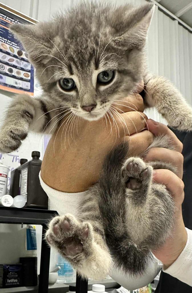 Happy, Adoptable, Kitten Female Domestic Short Hair.